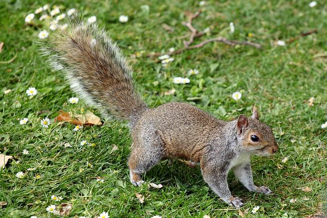 London Squirrel