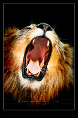 Lions Raw (roar)