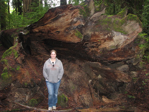 california may shannon 2010 avenueofthegiants redwoodnationalforest fklanegrove humboltdtredwoodsstatepark