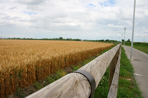 road field canon eos track wheat country campagna cycle campo pista grano ciclabile stradina 400d