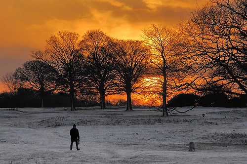 uk sunset england dog sun snow man nature set walking common beverley chengi