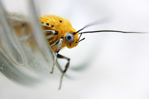 macro yellow canon indonesia dof moth jessyce imissmydarlingjc photobaruplease