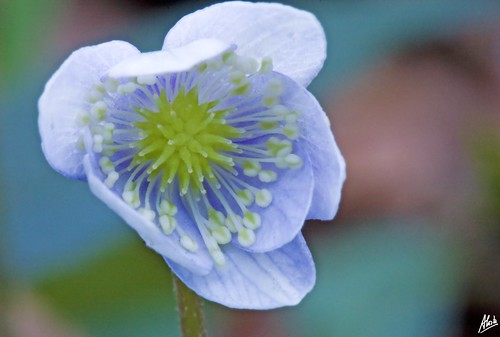 blue flower macro azul canon flor 100mm hepatica antoniocosta 40d awesomeblossoms