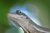 <a href="http://www.flickr.com/photos/theactionitems/4414737849/">Photo of Anolis gingivinus by Marc AuMarc</a>