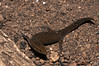 <a href="http://www.flickr.com/photos/theactionitems/4427041388/">Photo of Sphaerodactylus parvus by Marc AuMarc</a>
