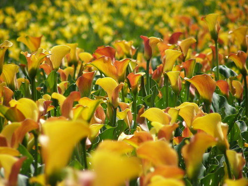 calla lily on oregon farm