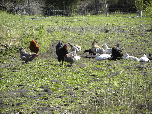 marketday farmtour centraltexas chickensandducks nearbrenham homesweetfarm