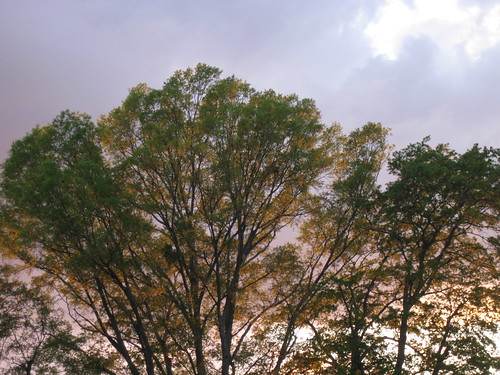 trees sunset alabama tuscaloosa