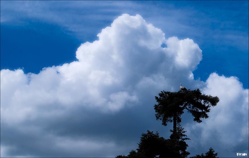 nikon cielo segovia árbol nube stork cigüeña nikond60