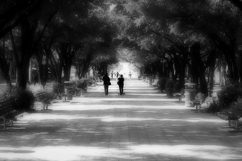 park parque shadow bw tree byn blancoynegro landscape mexico arbol blackwhite walk sombra paisaje paseo nuevoleon monterrey parquefundidora enero2010