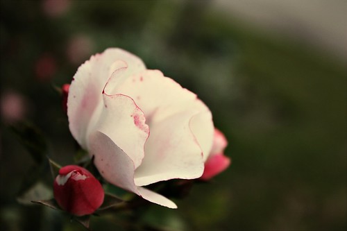pink flower rose outside bud indecision inbloom ilovemycaroncountryroads