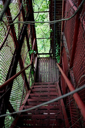 red tree green abandoned leaves stairs branch marlboro fireescape asylum slaughterhouse