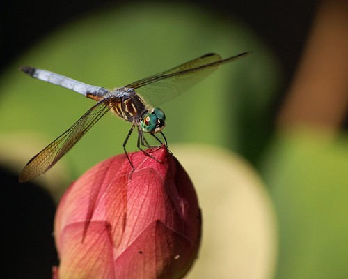 lotus dragonfly ladewtopiarygardens harfordcounty monktonmaryland