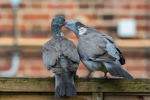 columbapalumbus england knodishall suffolk uk bird pigeon woodpigeon