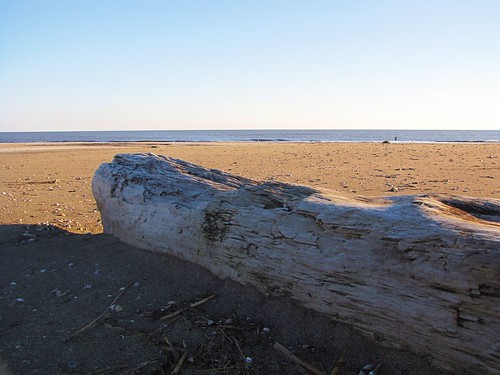 wood travel blue sky usa beach nature water canon landscapes daylight log sand louisiana view state south country shell peaceful powershot daytime tranquil gulfcoast sx10is waltphotos