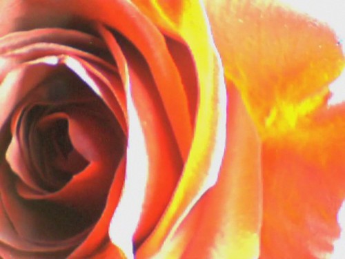 rose timelapse video valentinesday
