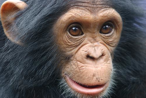 Jeune chimpanzé mâle en captivité, Goma, 2005
