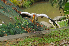 Yellow-billed Stork at Kuala Lumpur bird park