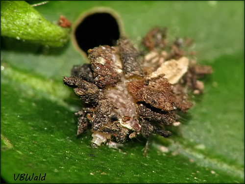 insect inseto larvae lacewing larva neuroptera trashbug chrysopidae raynoxdcr250 lacewinglarva canons5is crisopideo