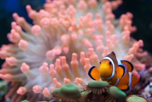 macro clown fishtank reef corals clownanemone busterfrith
