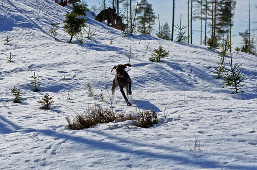 winter dog snow animals vinter hund snö djur greger