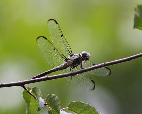 dragonfly odonata villagecreek greatblueskimmer libellulavibrans hardincounty bigthicket