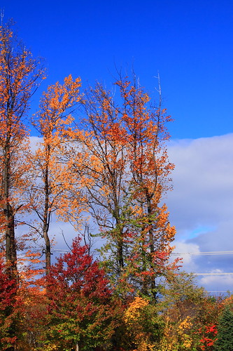 autumn trees red orange usa cloud color green nature leaves yellow america maryland bluesky foliage clarksburg ef28135mmf3556isusm canoneos50d markaveritt