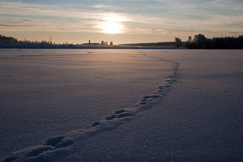 winter sunset snow rabbit finland path joensuu