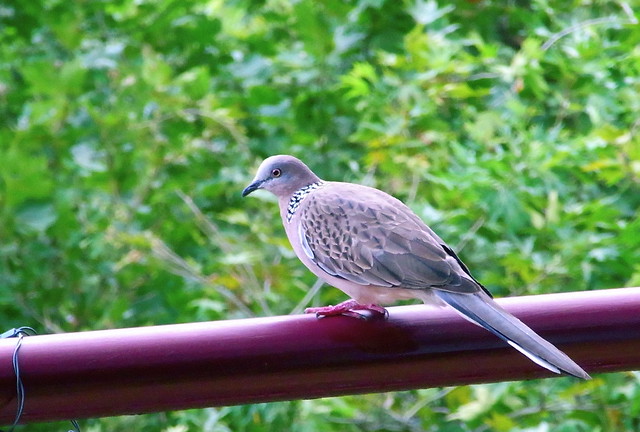 How to identify birds by their habitats