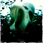 My Little Pony 54/365