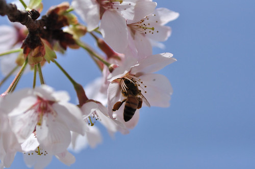 macro bee cherryblossom サクラ tamronspaf90mmf28macro バラ科rosaceae