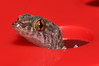<a href="http://www.flickr.com/photos/theactionitems/4609521825/">Photo of Sphaerodactylus sputator by Marc AuMarc</a>