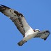 osprey along the Gulf Coast