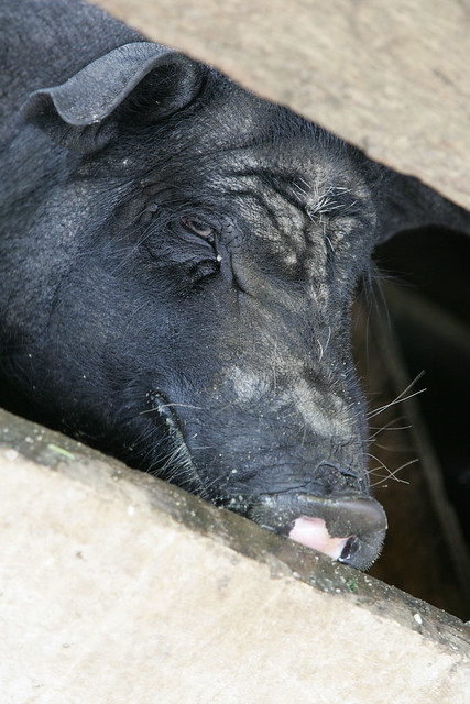 A pig on the farm of farmer Ma Thi Puong,  near the northern town of Meo Vac