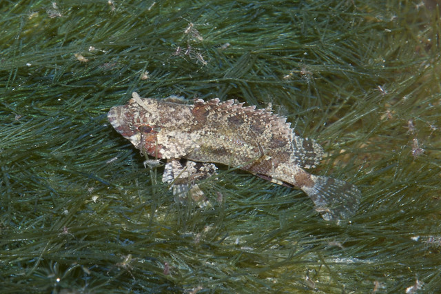 False scorpionfish (Centrogenys vaigiensis)