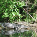 Alligator Canal   DSCN1717