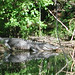 Alligator Canal   DSCN1723