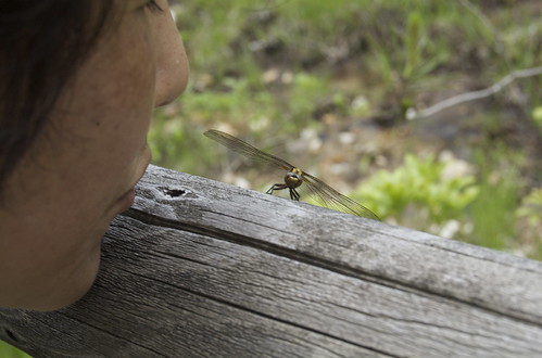japan friendship dragonfly ena libellule amitié