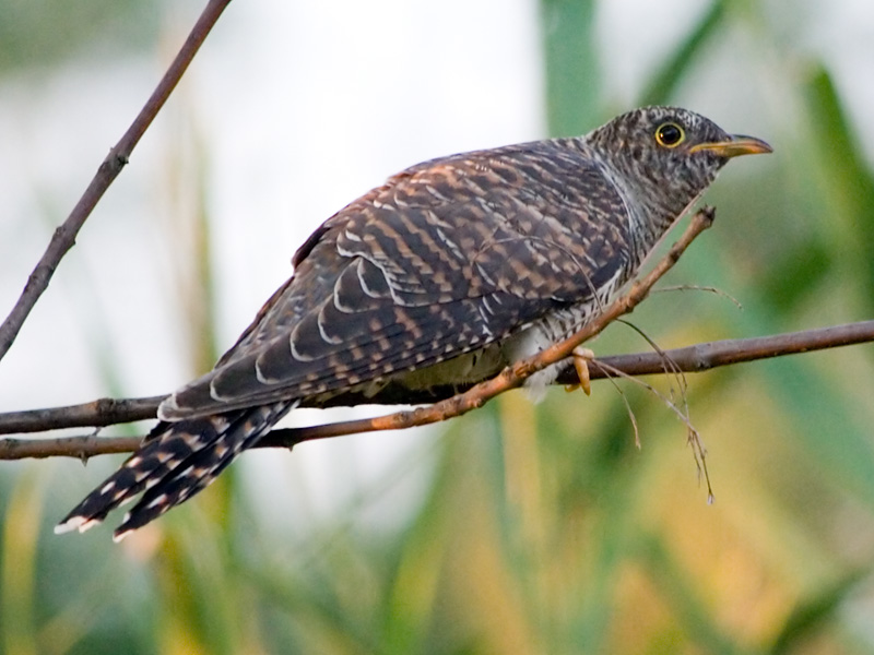 Photograph titled 'Common Cuckoo'