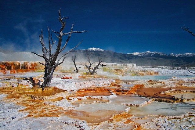 Mammoth Hot Springs