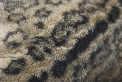 snow ny newyork texture animal fur zoo buffalo pattern wildlife leopard snowleopard buffalozoo