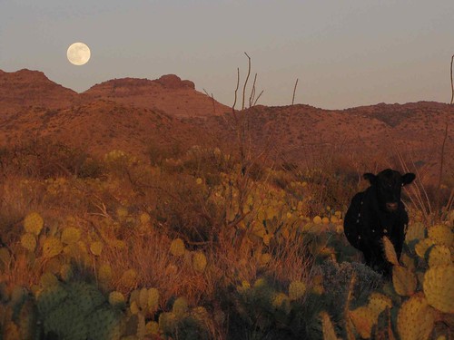 arizona usa moon mountains animals cowboys cacti landscapes desert unitedstatesofamerica gps mammals 2009