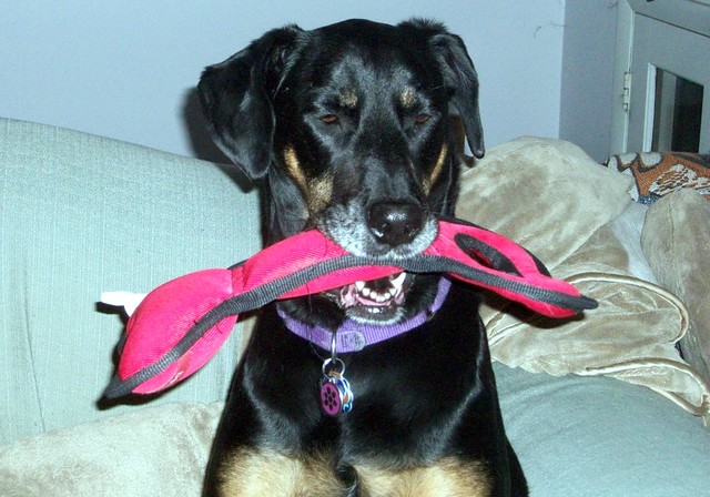 Doberman mix, forever in my heart #LapdogCreations