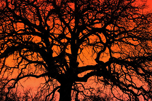 sky tree nature silhouette twilight texas dfw gar