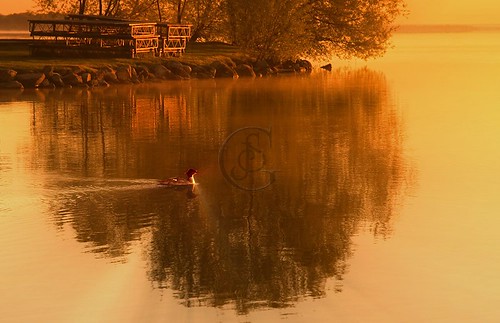 morning lake sunrise reflections duck waterfront orillia merganser onario couchichingbeachpark