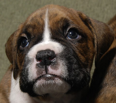 Boxer Puppy 4
