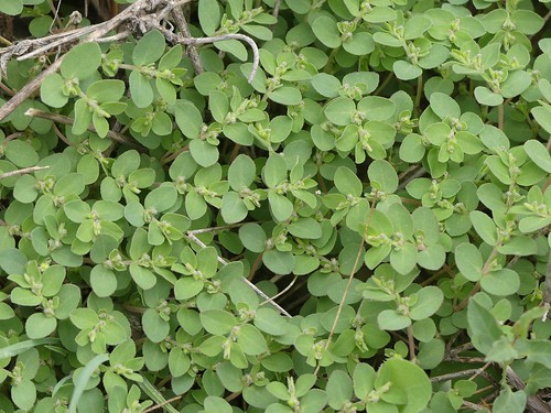 plantas verde chamaesyce caminodebarbalanca magallón euforbiáceas chamaesyceprostrata terófito aragón spain floraibérica origfilenamep1060327jpg