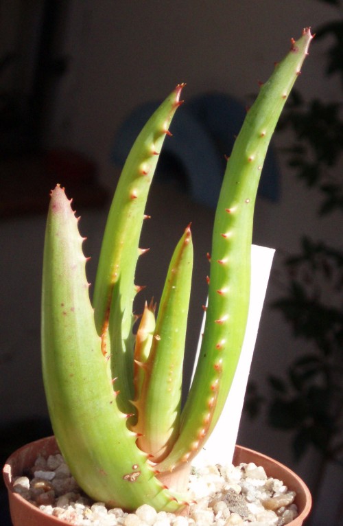 Aloe erythrophylla 4224371329_b3852d0b5f_o