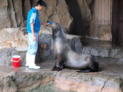 Sea lion and trainer