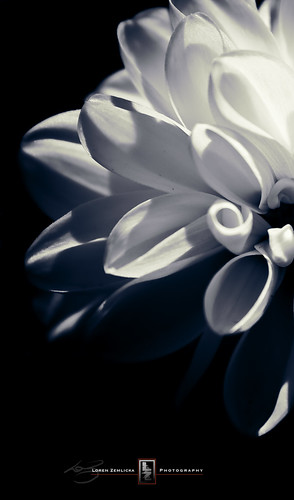 dahlia light blackandwhite bw flower nature floral photography photo petals shadows image blossom picture explore bloom canoneosdigitalrebel flickrexplore lorenzemlicka